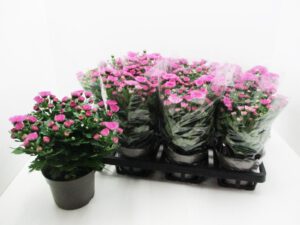 Chrysanthemum "Yahoo" rosa 12 cm
