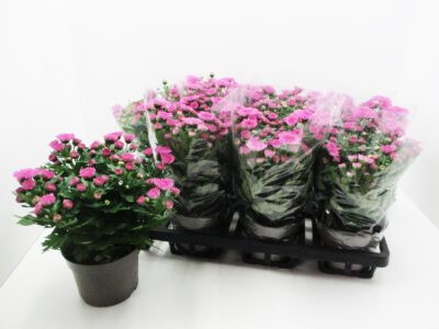Chrysanthemum "Yahoo" rosa 12 cm