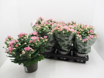 Chrysanthemum "Yahoo" lila 12 cm