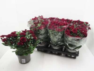 Chrysanthemum "Yahoo" rot 12 cm