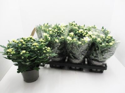 Chrysanthemum "Yahoo" weiß 12 cm