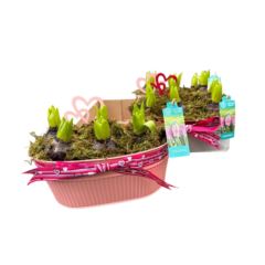 Hyazinthen in Blechschale oval rosa 26 cm