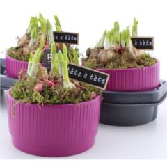 Narzissen in Keramikschale pink 17 cm