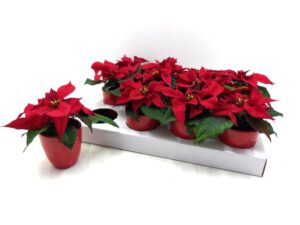 W-Stern mini im Übertopf rot 6 cm