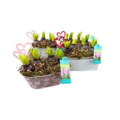 Hyazinthen in Blechschale oval 22 cm