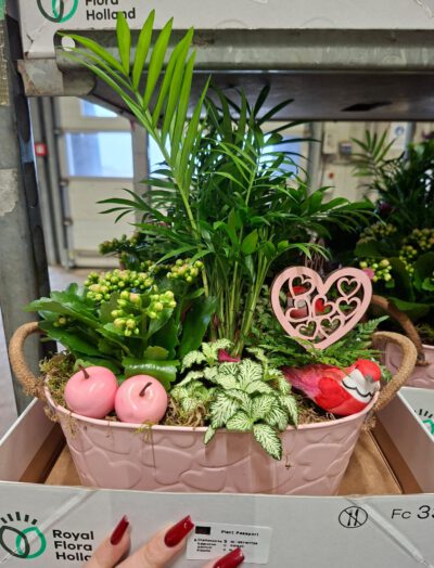 Arrang. in Herzschale oval 26 cm