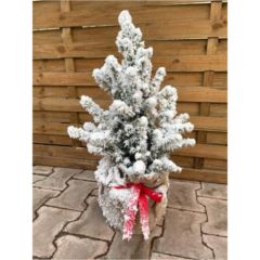 Fichte (Picea) in Jute beschneit 19 cm