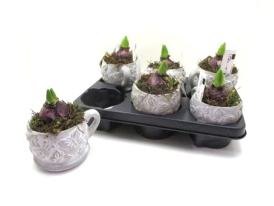 Hyazinthen in Steinschale 19 cm