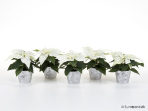 W-Stern Mini im Übertopf weiß 6 cm