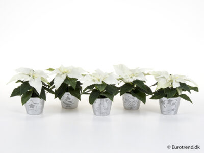 W-Stern Mini im Übertopf weiß 6 cm