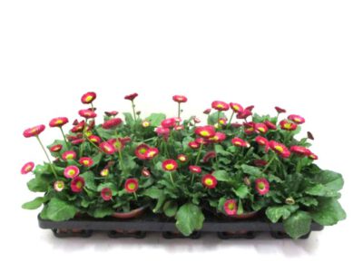 Bellis rot 9 cm