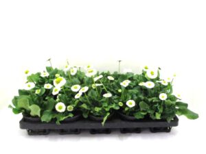 Bellis weiß 9 cm