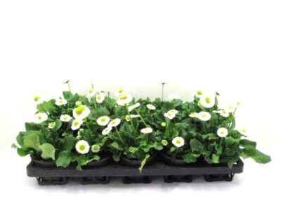Bellis weiß 9 cm
