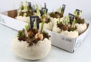 Narzissen in Eitopf liegend 16 cm