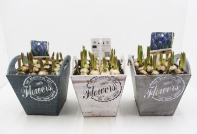 Narzissen im Holzschale