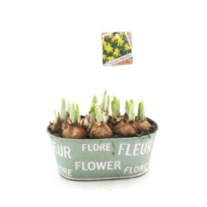 Narzissen in Blechtopf "Fleur" 17 cm