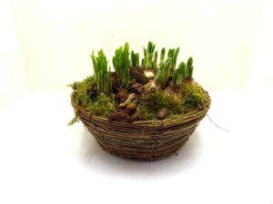 Narzissen im Holzschale