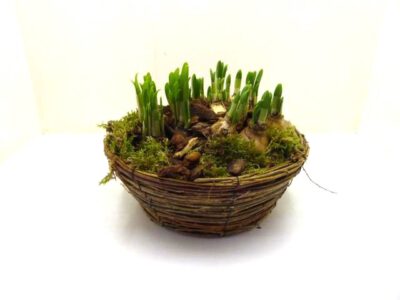 Narzissen im Holzschale