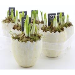 Narzissen in Steinei 10 cm