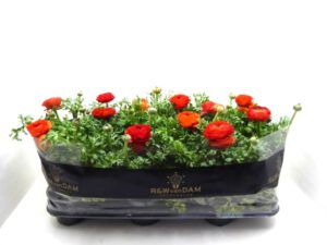 Ranunkeln gelb-rot 10,5 cm