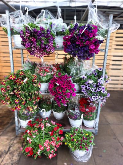 Sommerampeln 27 cm Angebot