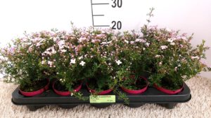 Boronia anemonifolia 10 cm