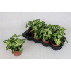 Syngonium "Arrow" 12 cm