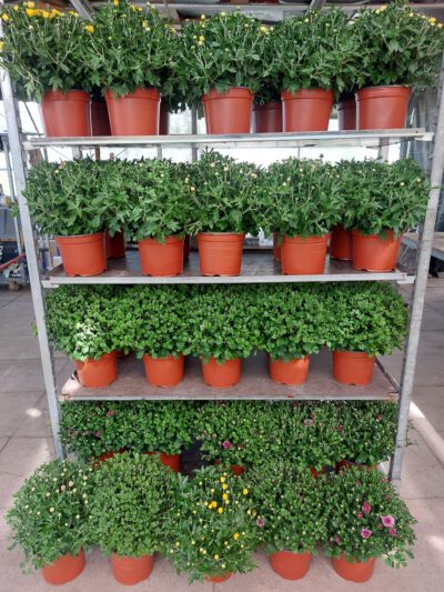 Chrysanthemen Busch 3 L, winterhart