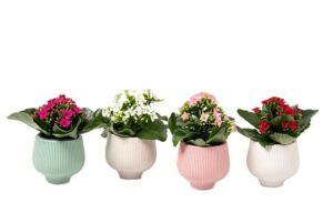 Kalanchoe Mini im Übertopf 6 cm
