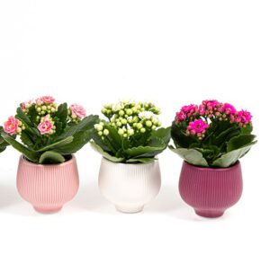 Kalanchoe im Übertopf 10 cm