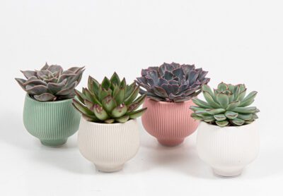 Echeveria im Übertopf 6 cm