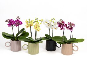 Orchideen im Übertopf 10 cm