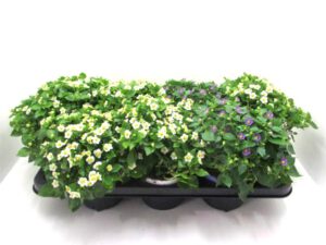 Exacum weiß 12 cm