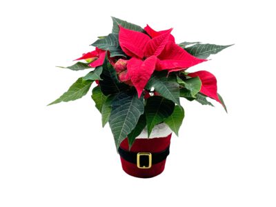 W-Stern im W-Anzug-Topf 12 cm