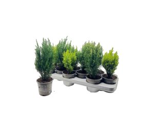Koniferen Mix 9 cm