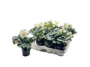 Christrose (Helleborus) 9 cm, winterhart