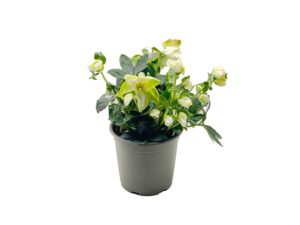 Christrose (Helleborus niger) 15 cm