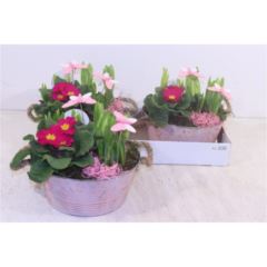 Frühlingspflanzen in Blechschale rosa