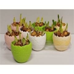 Narzissen in Steinei bunt 10 cm