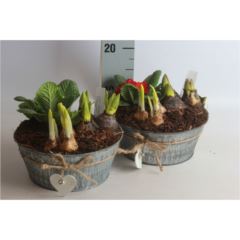 Frühlingspflanzen in Blechschale grau und weiß