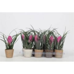 Tillandsia im Basttopf 9 cm