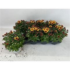Chrysanthemum Bicolor Red 12 cm