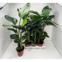 Strelitzia nicolai 17 cm