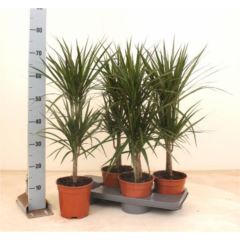 Dracaena marg. 17 cm