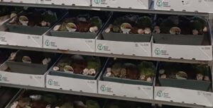 Bepflanzte Schalen Sukkulenten