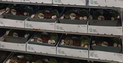 Bepflanzte Schalen Sukkulenten