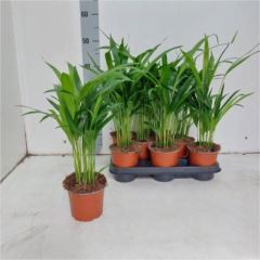 Dypsis lutescens 12 cm
