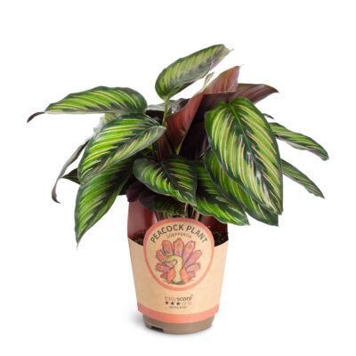 Calathea 'Beauty Star' 11 cm