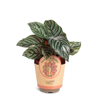 Calathea 'Sanderiana' 11 cm