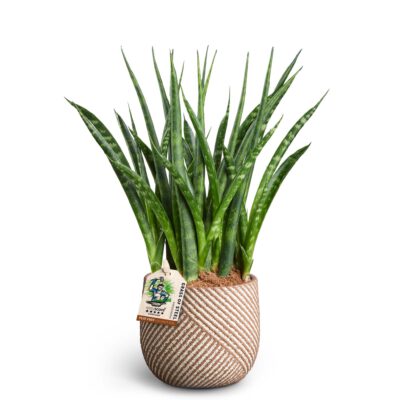 Sansevieria 'Grove' im Übertopf 9 cm